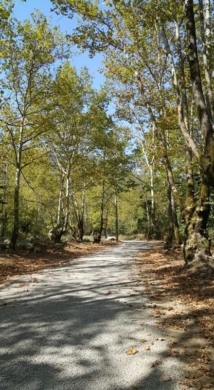 ARMUTDERE YOLU HZMETE AILDI